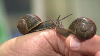 [:es]Los esfuerzos para encontrarle pareja al caracol zurdo que podría morir virgen[:]