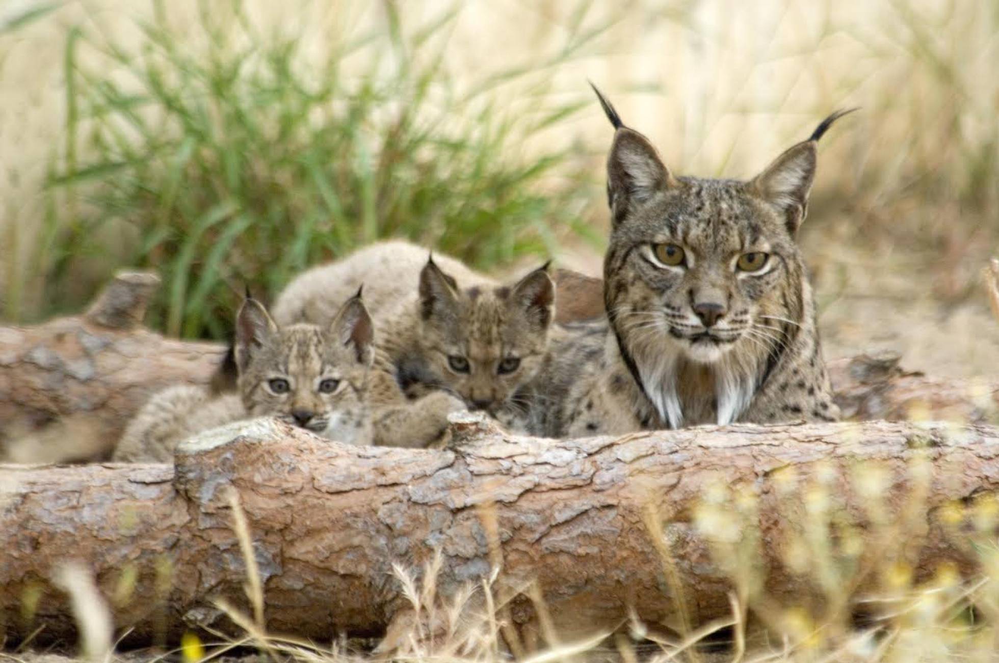 [:eu]El genoma del lince desvela una fragilidad de siglos[:]