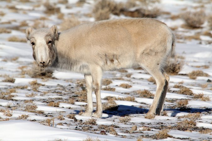 [:eu]Saiga Antelopes Are Struck Again by a Plague in Central Asia[:]