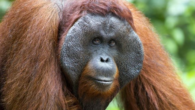 [:eu]Los llamados de los orangutanes que esconden la clave de la evolución del habla humana[:]