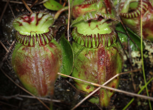 [:eu]Así se volvieron carnívoras las plantas[:]