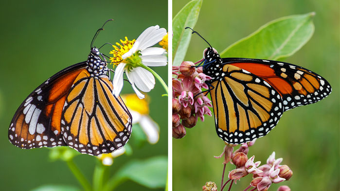 [:eu]Monarch miscalculation: Has a scientific error about the butterflies persisted for more than 40 years?[:]