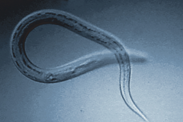 [:eu]Old Friends: The Promise of Parasitic Worms[:]