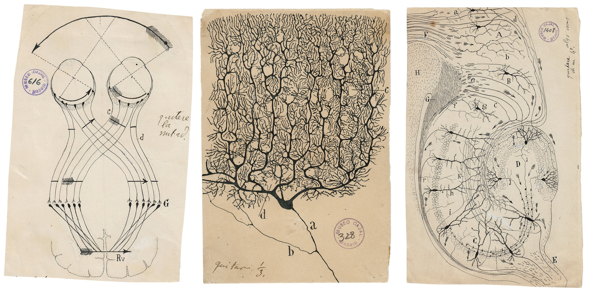 [:eu]Hunched Over a Microscope, He Sketched the Secrets of How the Brain Works[:]