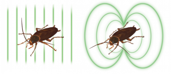 [:eu]La cucaracha que se convirtió en imán para crear mejores sensores[:]