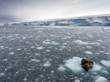 [:eu]El hielo Ártico estuvo cerca del punto de fusión este invierno[:]