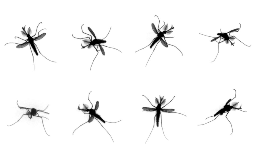 [:eu]Una explicación al molesto vuelo de los mosquitos[:]