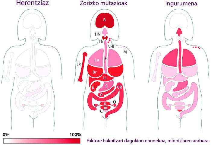 [:eu]DNA kopiatzerakoan ematen diren zorizko akatsak dira minbizi-iturri nagusia[:]