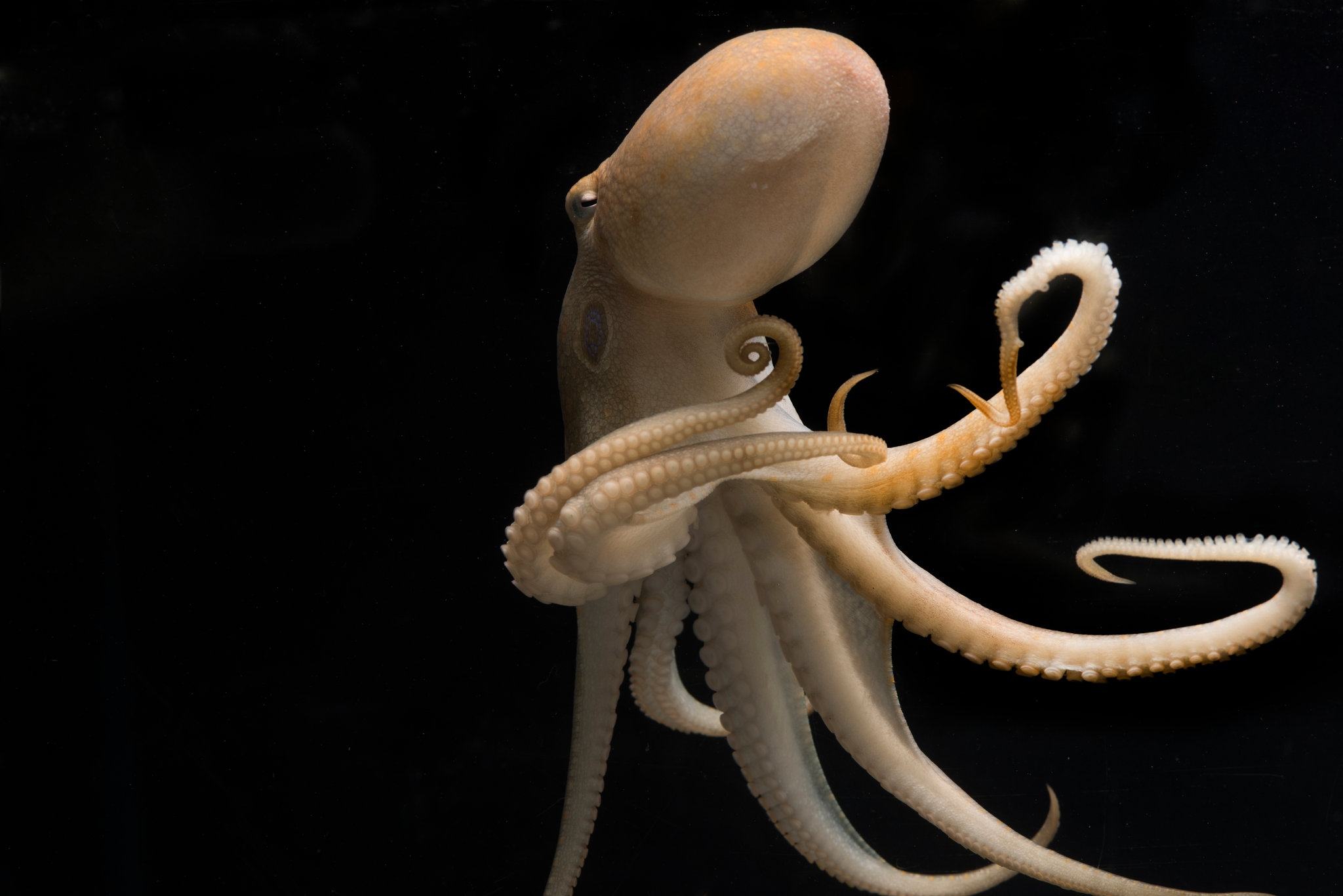 [:eu]A Genetic Oddity May Give Octopuses and Squids Their Smarts[:]