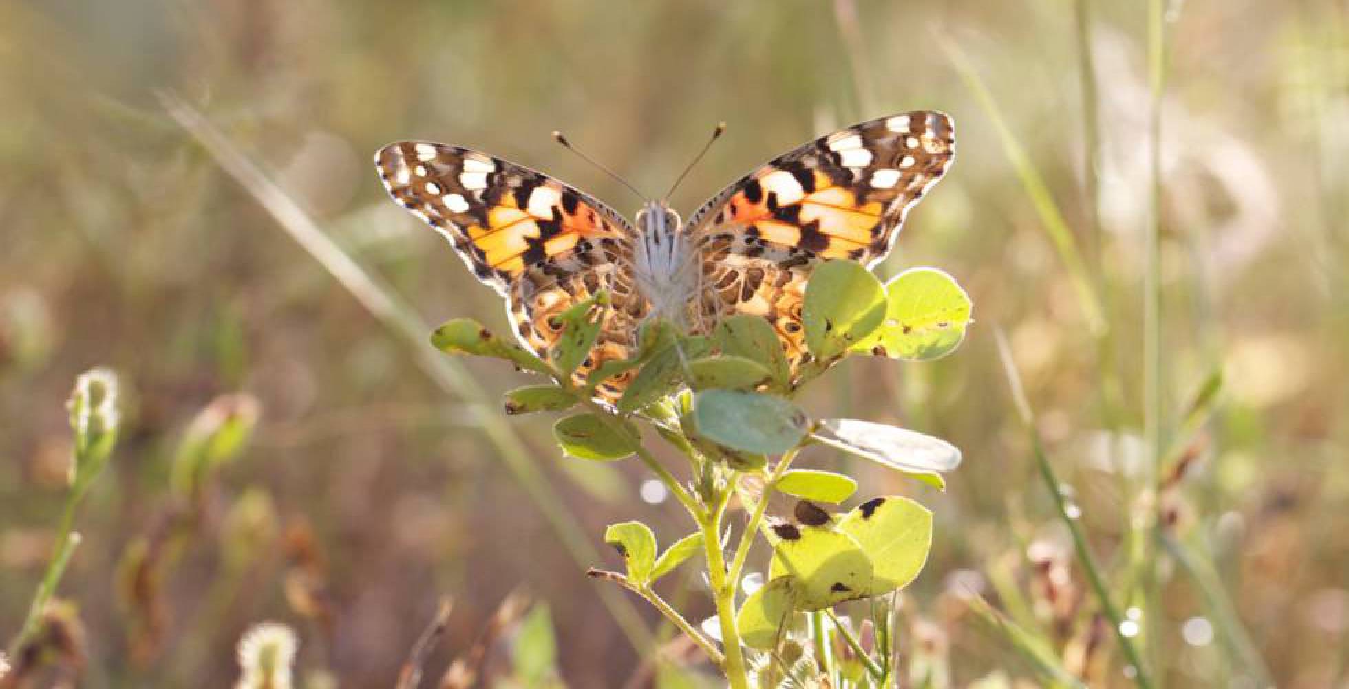 [:eu]¿Podría el aleteo de una mariposa cambiar el futuro del cosmos?[:]