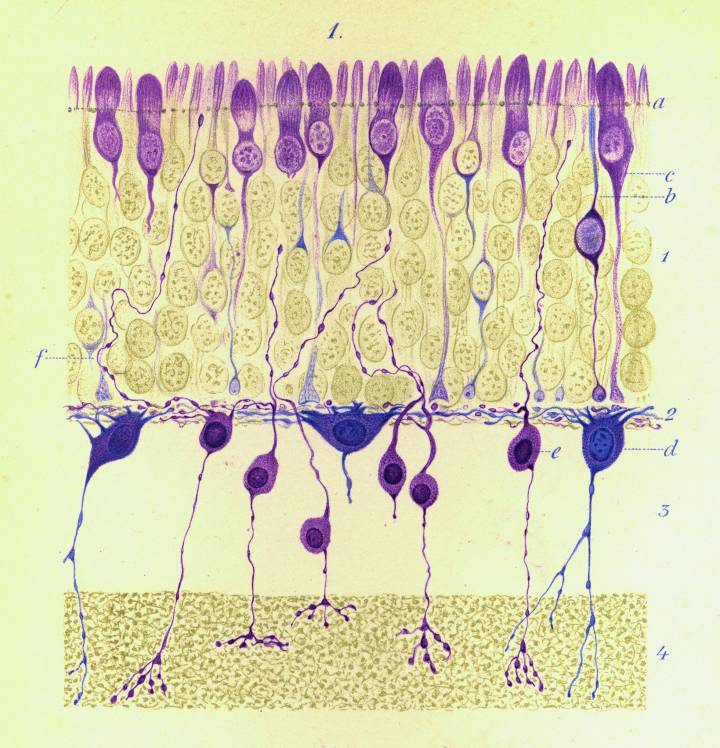 [:eu]Cajal y sus dibujos, un puente fascinante entre la ciencia y el arte[:]