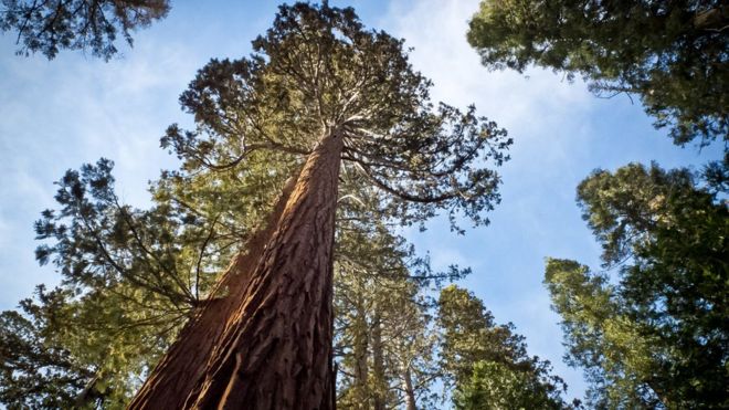 [:eu]Cómo el desierto del Gobi es clave para la supervivencia de las secuoyas de California[:]