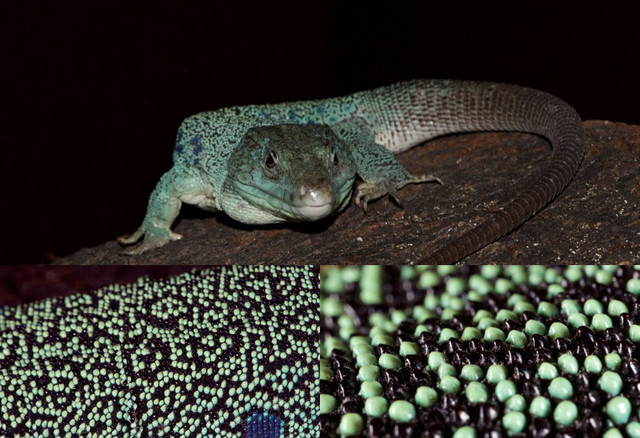 [:eu]Las manchas del lagarto evolucionan según un patrón matemático[:]