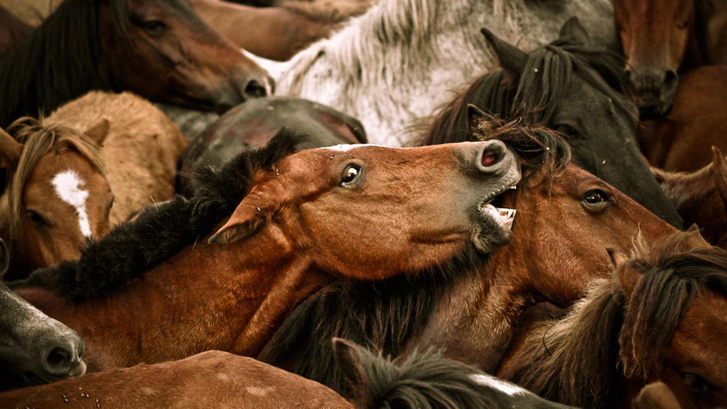 [:eu]La domesticación alteró el genoma de los caballos hace 2.300 años[:]