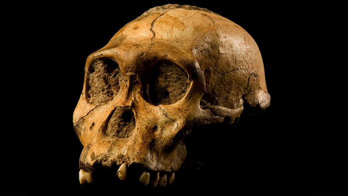 [:eu]A famous “ancestor” may be ousted from the human family[:]