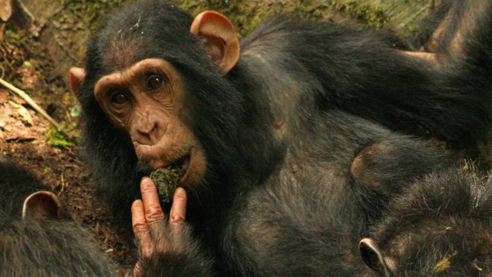 [:eu]Científicos asisten al nacimiento de una nueva tradición cultural entre chimpancés[:]