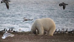 [:eu]El cambio climático obliga a los osos polares a cambiar focas por huevos[:]