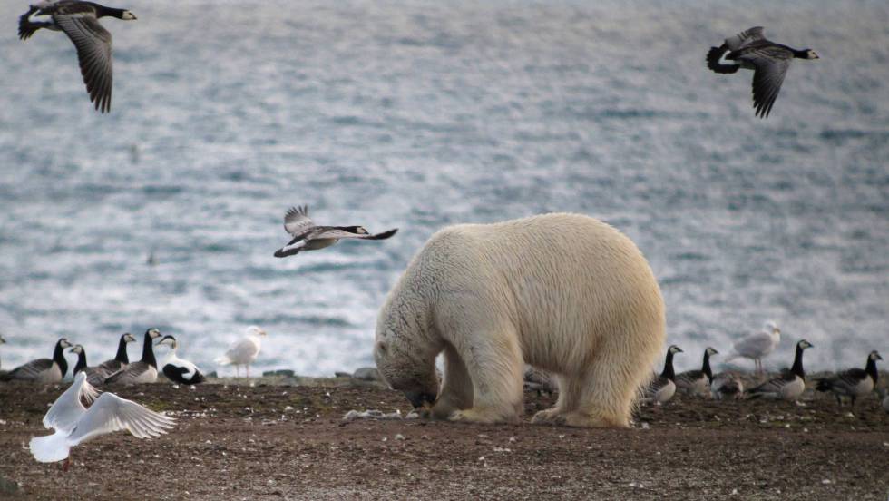 [:eu]El cambio climático obliga a los osos polares a cambiar focas por huevos[:]