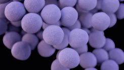 [:eu]Superantibiotic is 25,000 times more potent than its predecessor[:]