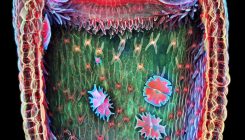 [:eu]Genetic Tidying Up Made Humped Bladderworts Into Carnivorous Plants[:]