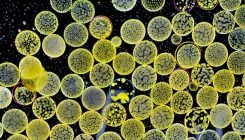 [:eu]Iron-dumping ocean experiment sparks controversy[:]