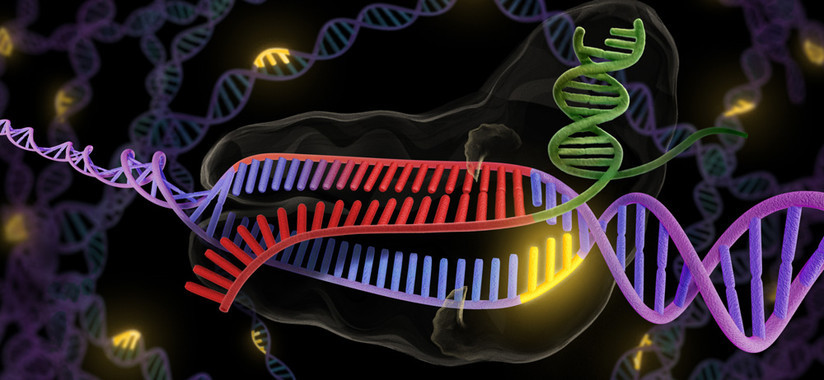 [:eu]La técnica CRISPR es capaz de crear cientos de mutaciones fortuitas[:]