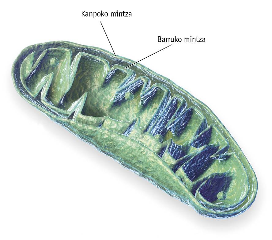 [:eu]Mitokondrioetan 50ºko tenperatura neurtu dute[:]