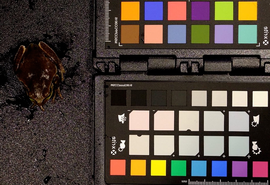 [:eu]El enigma de las ranas negras de Chernóbil[:]