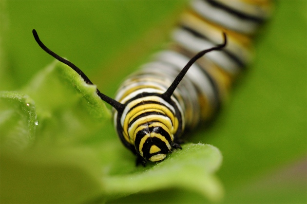 [:eu]The curious case of the caterpillar’s missing microbes[:]