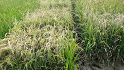 [:eu]Rice plant engineered with a ‘tunable’ immune system could fight multiple diseases at once[:]