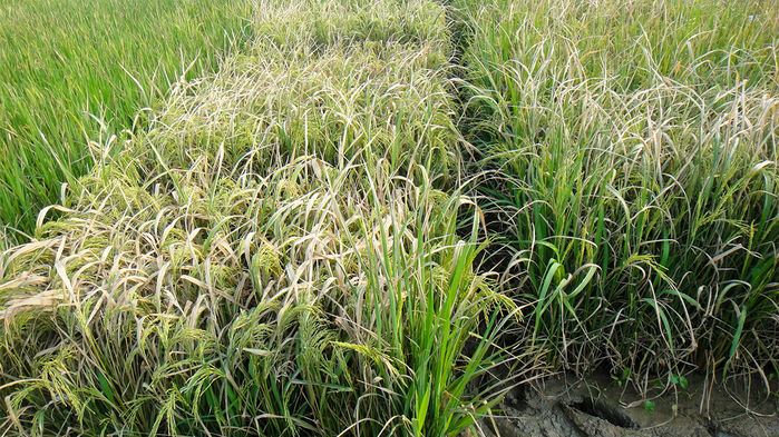 [:eu]Rice plant engineered with a ‘tunable’ immune system could fight multiple diseases at once[:]