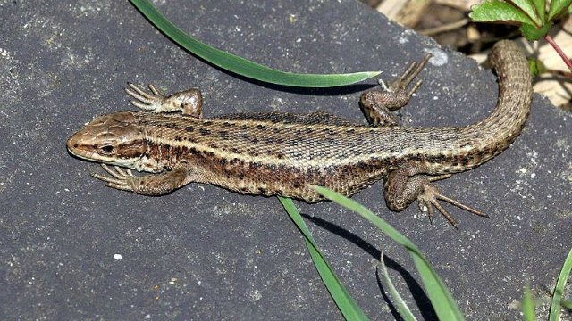 [:eu]Warmer Temps Tied to Altered Microbiome in Lizards[:]