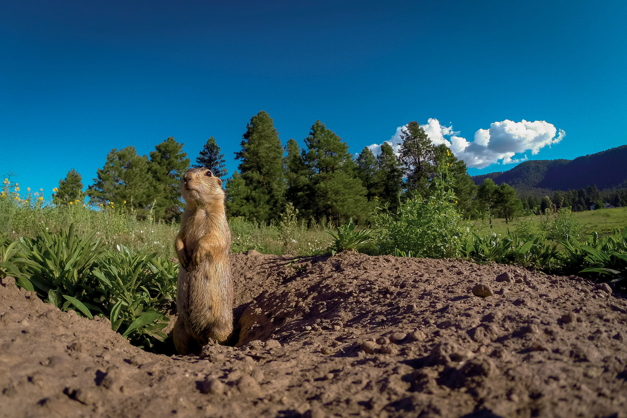 [:eu]Can Prairie Dogs Talk?[:]