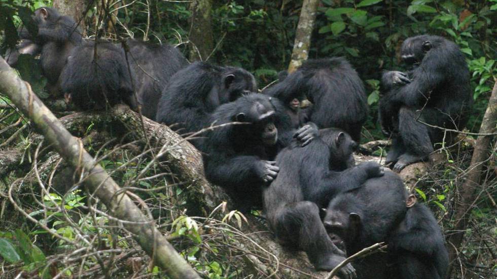 [:eu]Los chimpancés se sacrifican por los demás como prueba de altruismo[:]