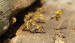 [:eu]¿Qué está ocurriendo con las abejas?[:]