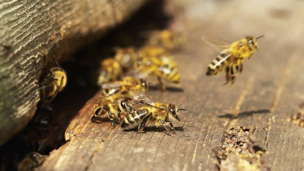 [:eu]¿Qué está ocurriendo con las abejas?[:]