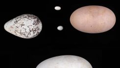 [:eu]Why Do Bird Eggs Have Different Shapes? Look to the Wings[:]