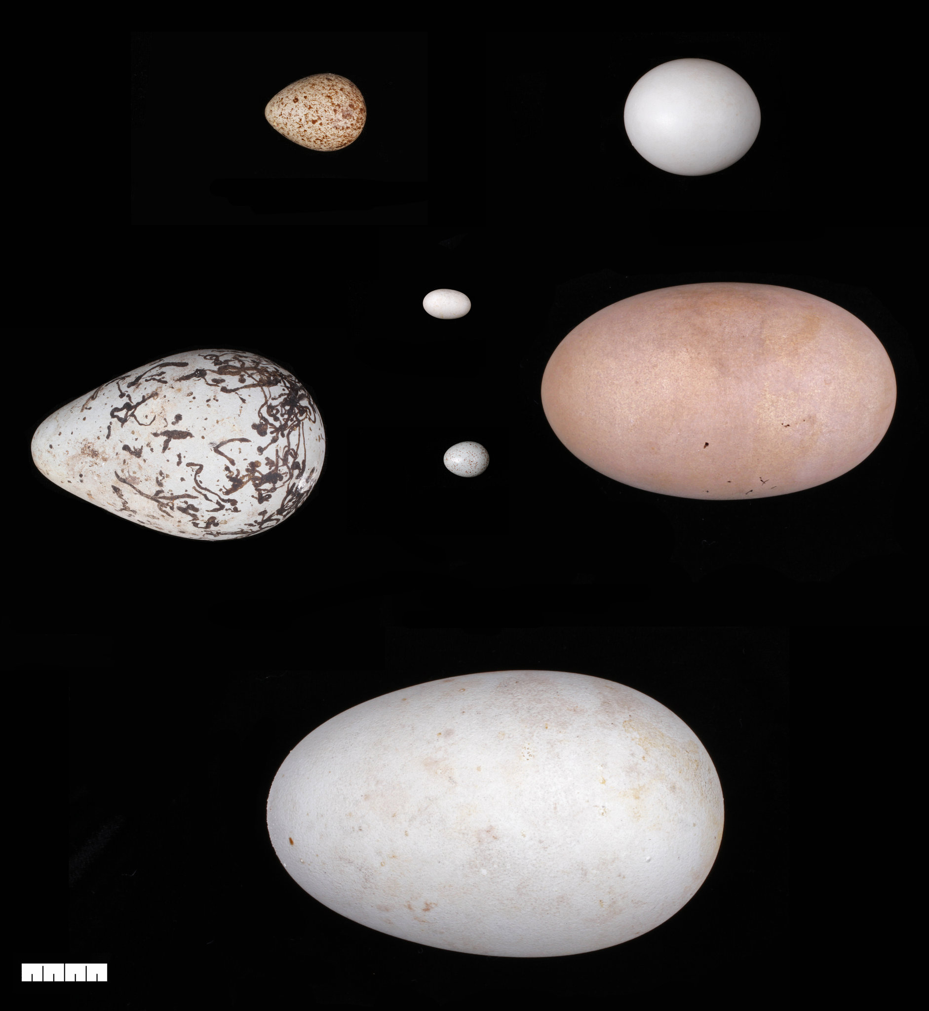 [:eu]Why Do Bird Eggs Have Different Shapes? Look to the Wings[:]