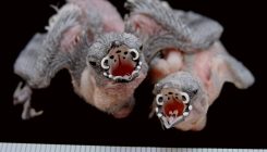 [:eu]This Beautiful Parasitic Bird Could Soon Turn Up in Your Yard[:]