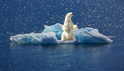 [:eu]El nivel de mercurio en los osos polares disminuye debido al cambio climático[:]