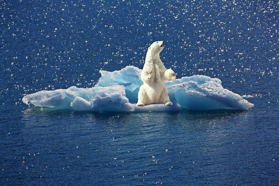 [:eu]El nivel de mercurio en los osos polares disminuye debido al cambio climático[:]