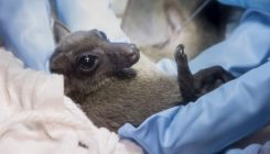 [:eu]En busca de los virus que los animales transmitirán a los humanos[:]