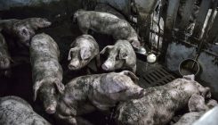 [:eu]Resistance to last-ditch antibiotic has spread farther than anticipated[:]