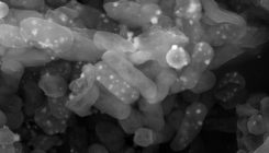 [:eu]Una bacteria retiene metales pesados y devuelve productos biotecnológicos[:]