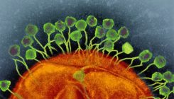 [:eu]Modified viruses deliver death to antibiotic-resistant bacteria[:]