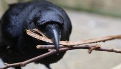 [:eu]Ravens remember people who suckered them into an unfair deal[:]