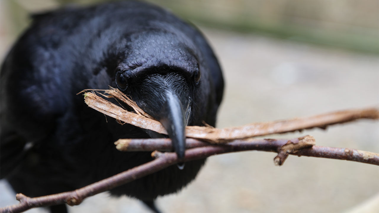 [:eu]Ravens remember people who suckered them into an unfair deal[:]