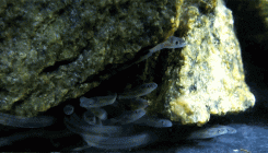 [:eu]Glass Eels: See-Through, Slippery and Guided by Magnetism and Tides[:]