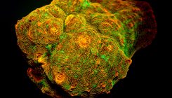 [:eu]In the Deep, Dark Sea, Corals Create Their Own Sunshine[:]