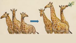 [:es]Does adaptation lead to a molecular Darwinism?[:]
